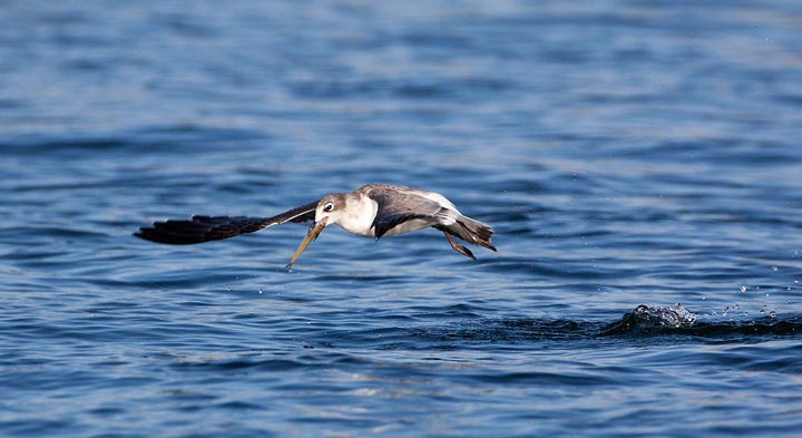 Franklin's Gull