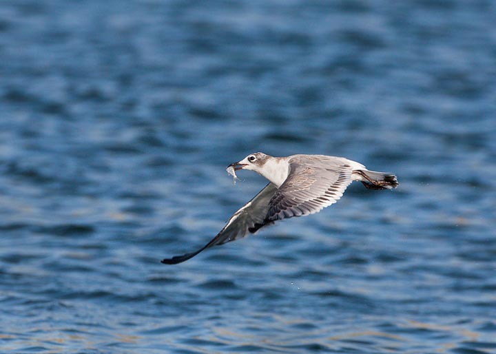 Franklin's Gull