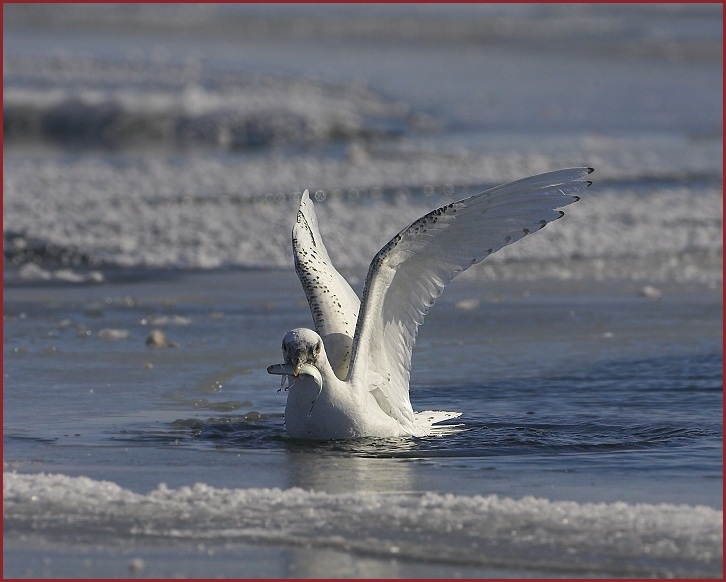 ivory gull with fish