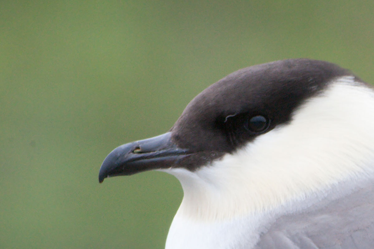 long-tailed jaeger