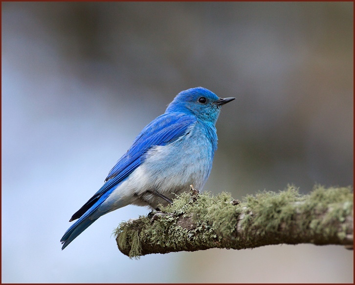 mountain bluebird