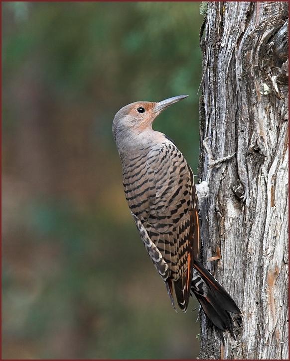 red-shafted flicker