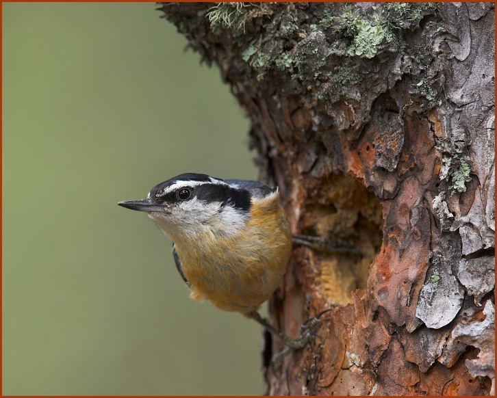 red-breasted nuthatch