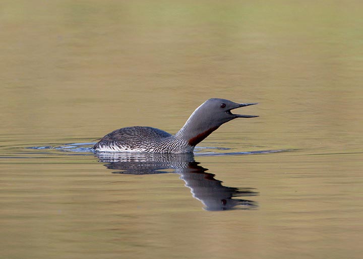 red-throated loon