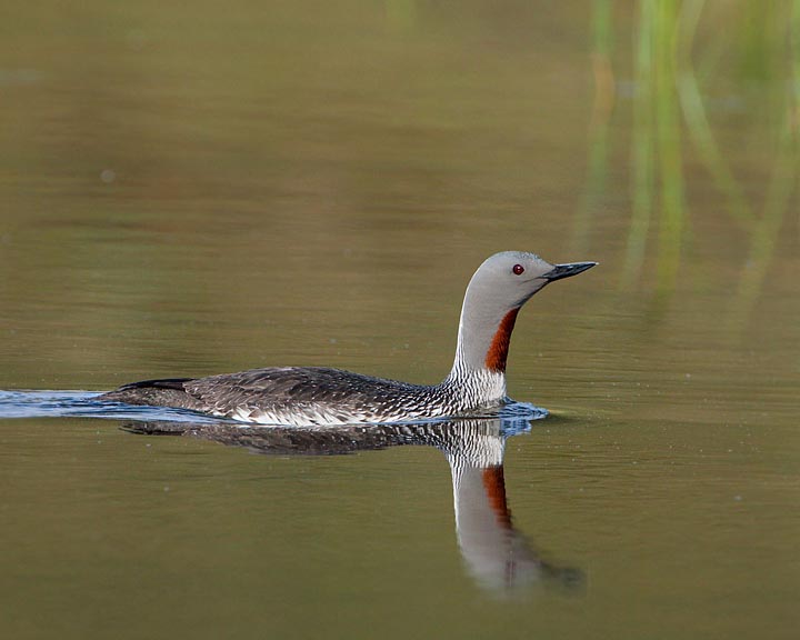 red-throated loon