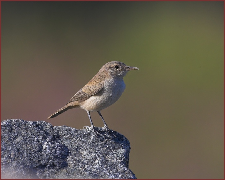 rock wren