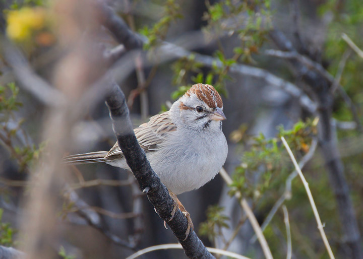 rufous-winged sparrow