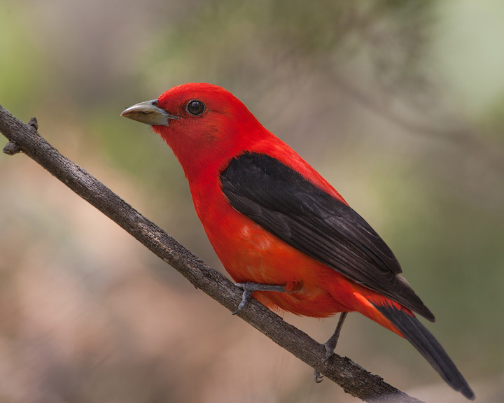 Scarlet Tanager