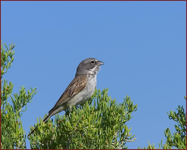 sagebrush sparrow