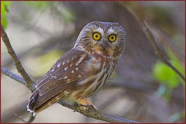 northern saw-whet owl
