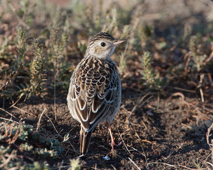 Sprague's Pipit