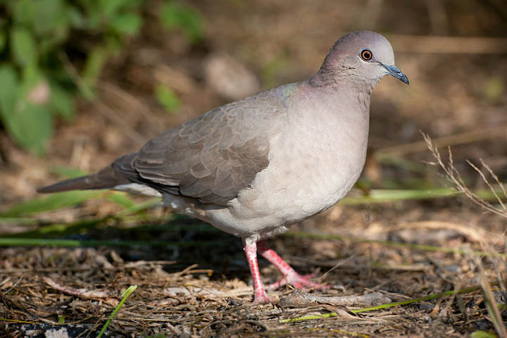 white-tipped dove