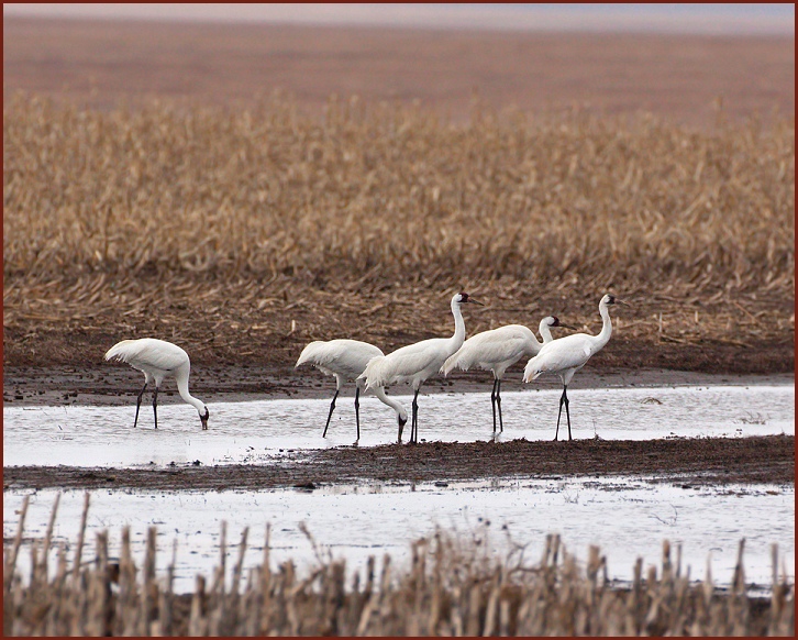 whooping cranes