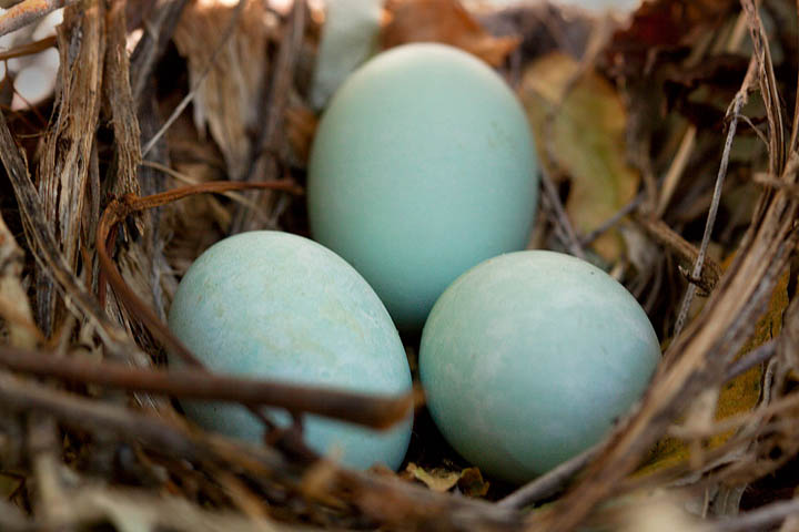 yellow-billed cuckoo eggs