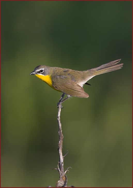 yellow-breasted chat