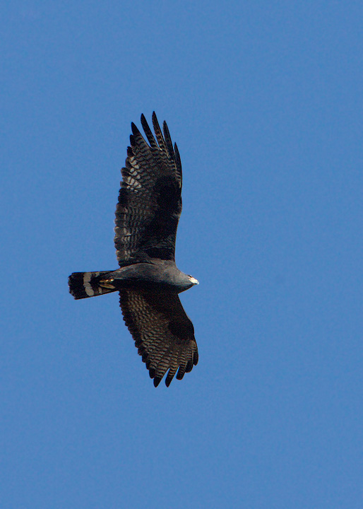 zone-tailed hawk