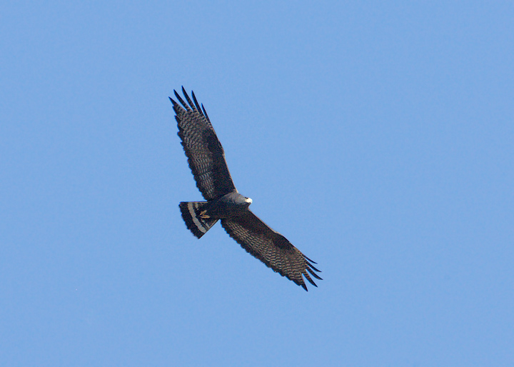 zone-tailed hawk