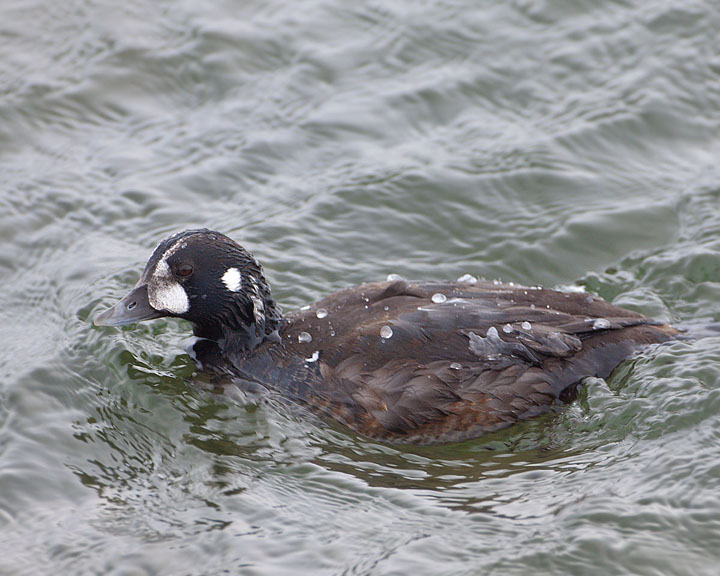 Harlequin Duck