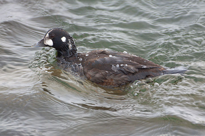 Harlequin Duck