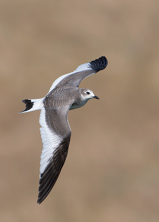 Sabine's Gull