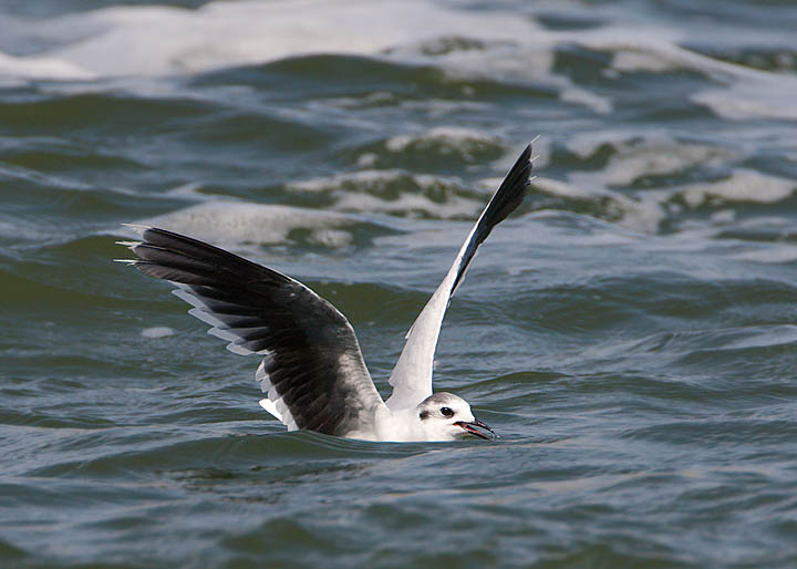 Little Gull