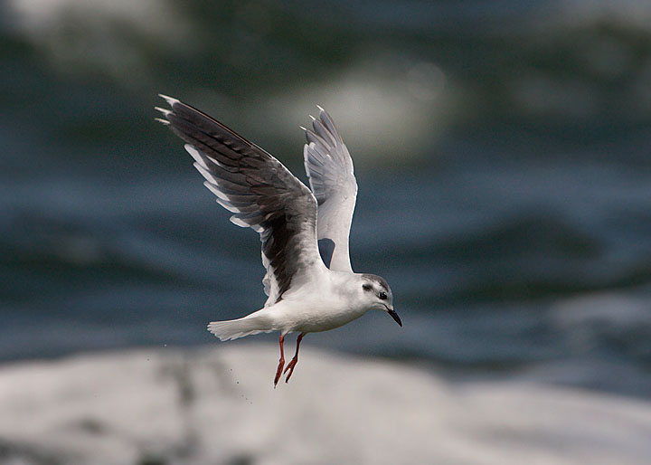 Little Gull