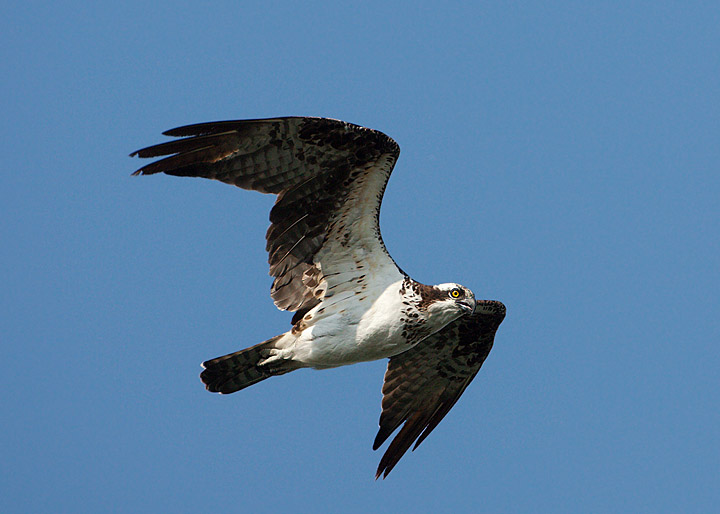 Osprey Tail