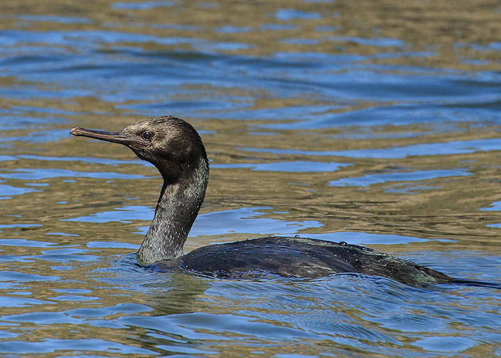 Pelagic Cormorant